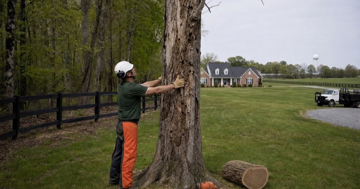 Worker at the stem of a dead white oak on a large Thompson’s Station lot, the fenced tree protection zone of the retained group behind him.